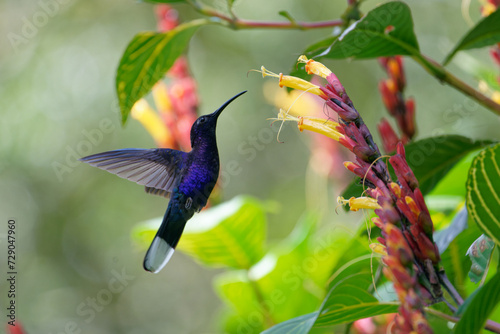 a Violet Sabrewing Hummingbird feeds on flower nectar
