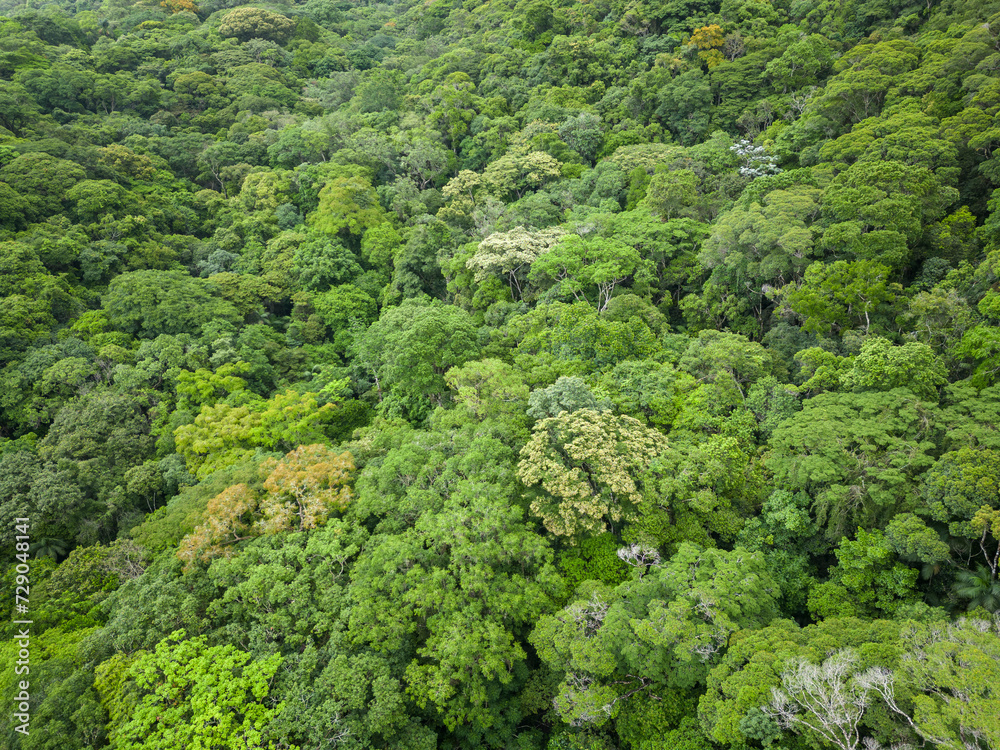 Beautiful aerial view to green rainforest canopy in Tijuca Park
