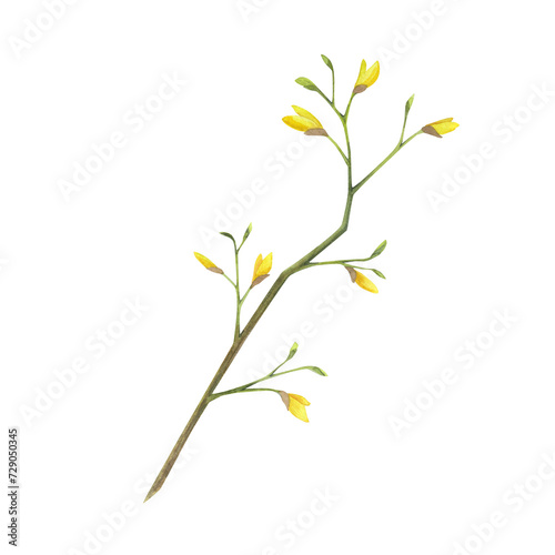 Abstract branch with Yellow flower forsythia isolated on white background. Watercolor hand drawn medicinal plant botanic illustration. Art design invitation  greeting card  decoration  advertising