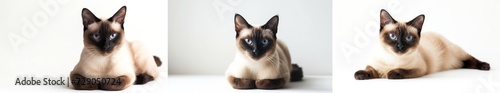 A regal Siamese cat posing gracefully on a white background