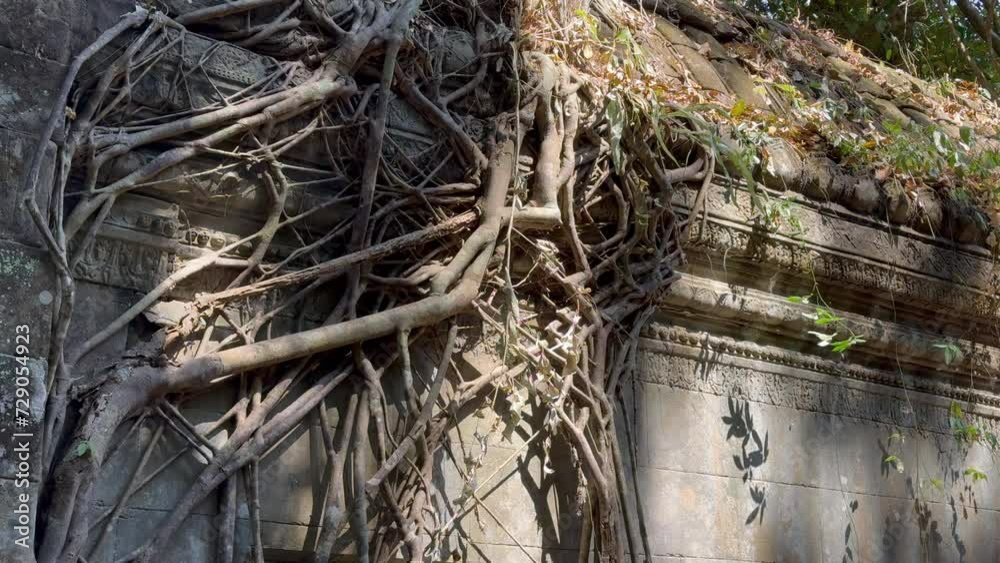 Close-up shot of roots taking over the wall of a temple in the Angkor jungle, showcasing the powerful interplay between nature and ancient architecture. Close-up shot of roots taking over the wall of a temple in the Angkor jungle, showcasing the powerful interplay between nature and ancient architecture.
