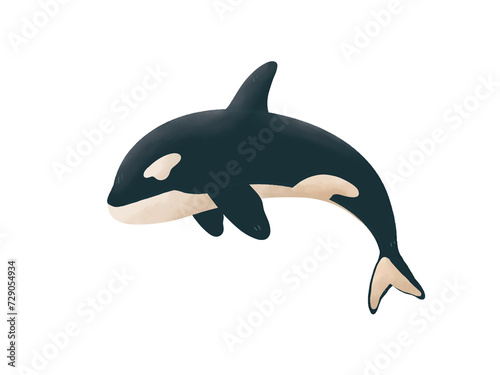 Orca Illustration