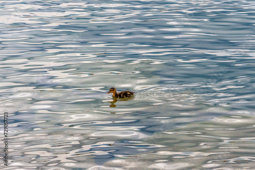 Wild Duckling (Anas platyrhynchos) on Lake Geneva, Geneva ,Switzerland