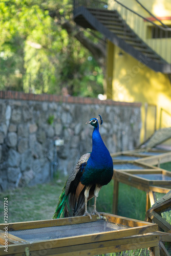 A blue peacock in a public park. With space for copy.