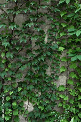 Green ivy vine bush climbing on wall, natural background with lush foliage, sustainable green house facade exterior