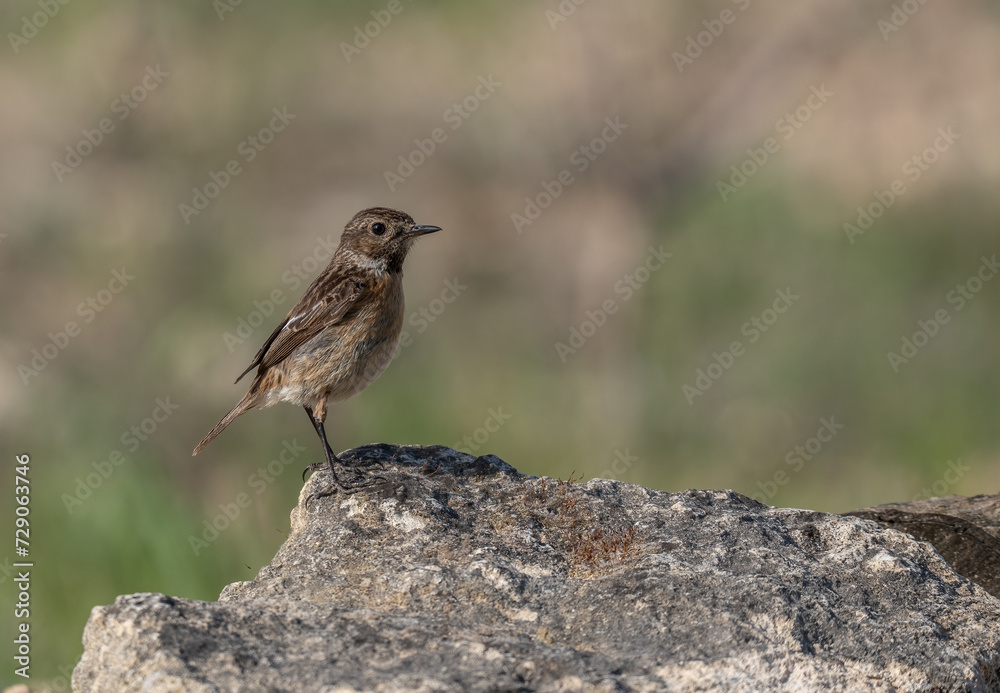 european stonechat on the rock