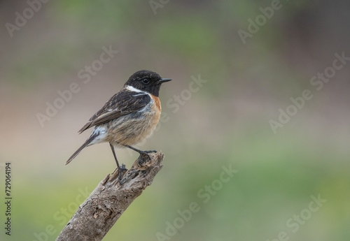 european stonechat on the branch