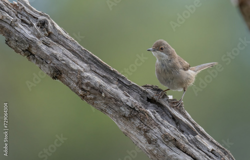 female sardinian warbler on the branch 