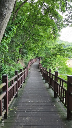 wooden bridge in the woods