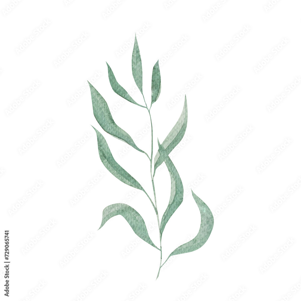 Watercolor eucalyptus twigs and leaves.Hand drawn eucalyptus twigs.For design and decoration. Watercolor eucalyptus twigs and leaves.Hand drawn eucalyptus twigs.For design and decoration.