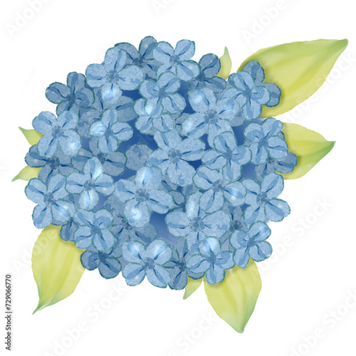 Blue hortensia or hydrangea flower with leaves in watercolor
