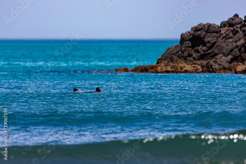 Hector's dolphins swimming on beautiful Tambledown Bay in the Oka Reserve on Banks Peninsula near Christchurch, Canterbury, New Zealand. Remote beach with unique rock formations photo