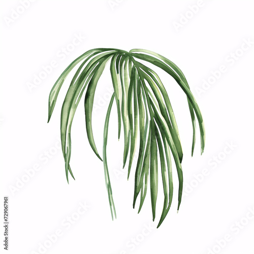  Ponytail Palm_leaf  leave of the plants in watercolor style Handawn illustration