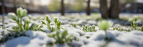 3:1 banner by snowflakes beginning to melt, revealing tender green spring flowers emerging. Presenting the transition from winter to spring. Travel promotion, winter-spring season products, menu.