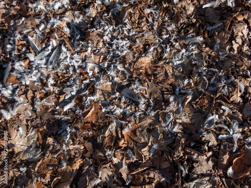 View of grey and white bird feathers on the forest ground covered with autumn leaves, bird prey eaten by the big predatory bird. Feeding scenery of a bird of prey with plucked feathers