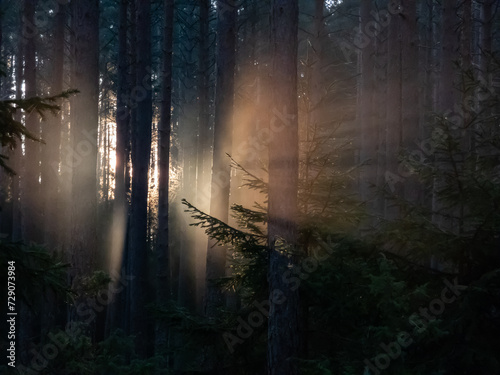 Beautiful view of misty, calm sunrise morning in the forest  with golden sunlight shining through trees and foggy air. Dreamy scenery in woods