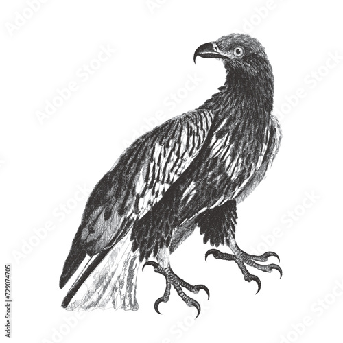Sea eagle or Fish eagle. Doodle sketch. Vintage vector illustration.