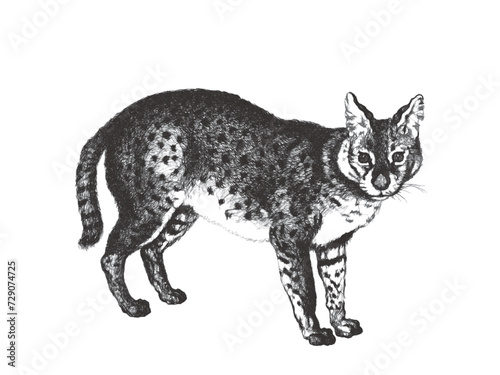 Serval  Leptailurus serval . Doodle sketch. Vintage vector illustration.