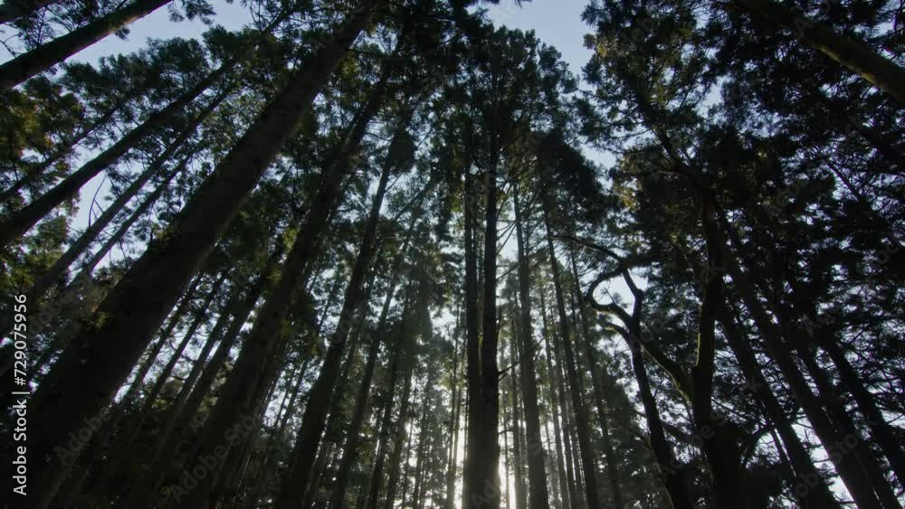 Forest sunlight,Walking through, Nature video,Peaceful forest ,Morning light ,Sunbeams trees ,Tranquil woods ,Serene nature ,Dawn in forest ,Tree silhouette ,Light and shadow play,Forest dawn Forest sunlight,Walking through, Nature video,Peaceful forest ,Morning light ,Sunbeams trees ,Tranquil woods ,Serene nature ,Dawn in forest ,Tree silhouette ,Light and shadow play,Forest dawn