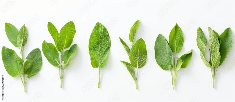 Isolated white background with fresh clary sage leaves. Isolated white background with fresh clary sage leaves.