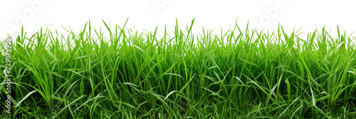 Green lush grass on a transparent background