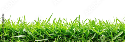 Green lush grass, cut out - stock png.