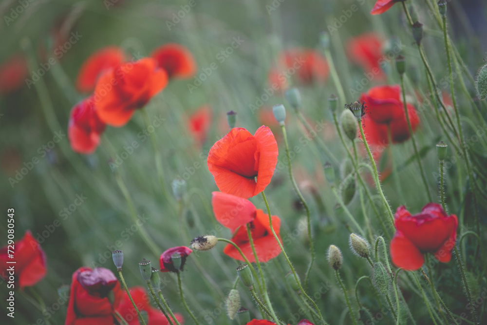 Obraz premium Poppy field, Remembrance day, Memorial Anzac day banner.