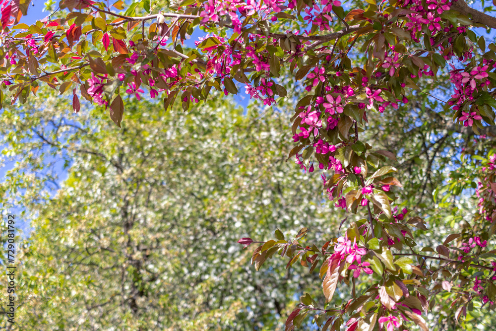 Natural frame of pink spring apple tree flowers on background of greenery on sunny afternoon. Natural frame of pink spring apple tree flowers on background of greenery on sunny afternoon.