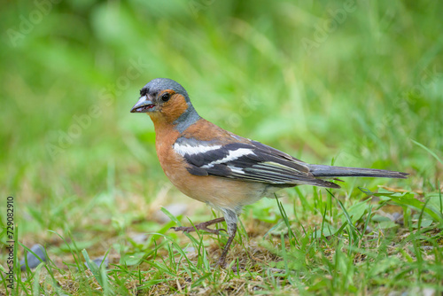 A male Common Chaffinch standing on the ground