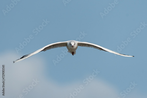 A black headed gull flying on sunny day in summer