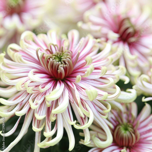 An unusual chrysanthemum with long yellow and pink petals