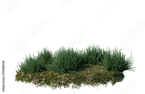 Round surface of Small Pine forest patch covered with flowers, green or dry grass isolated on transparent background. Realistic natural element for design. Bright 3d