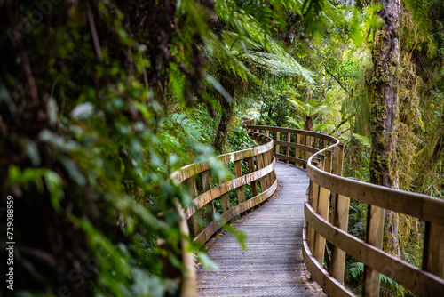 Εκτύπωση καμβά unique new zealand temperate rainforest with large tree ferns on the way to hoki