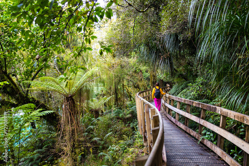 hiker girl walking through unique temperate rainforest on the way to hokitika gorge; dense jungle in new zealand south island; forest full of tree ferns - ponga trees photo