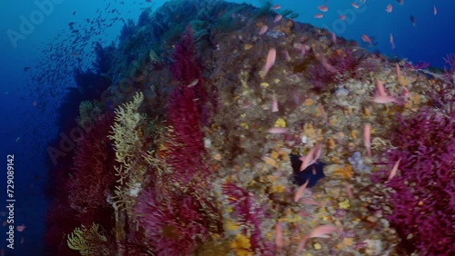 Wreck of the Sagona (le Grec) on the Mediterranean Coast of France photo