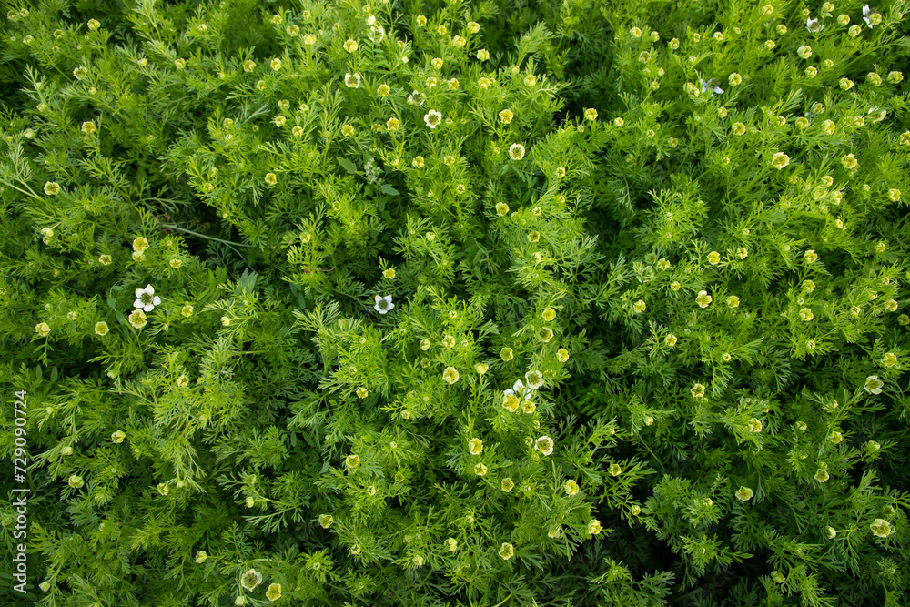 Blooming White Nigella sativa flowers in the field. Top view Texture background