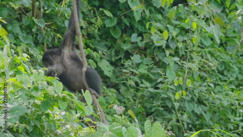 Bonobo climbing on a tree in a dense forest in the republic democratic of congo. This is such a rare animal found only in the Congo. photo