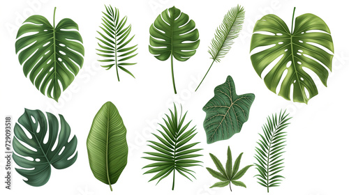 A collection of various tropical leaves on a white background, depicting lush greenery and natural plant elements