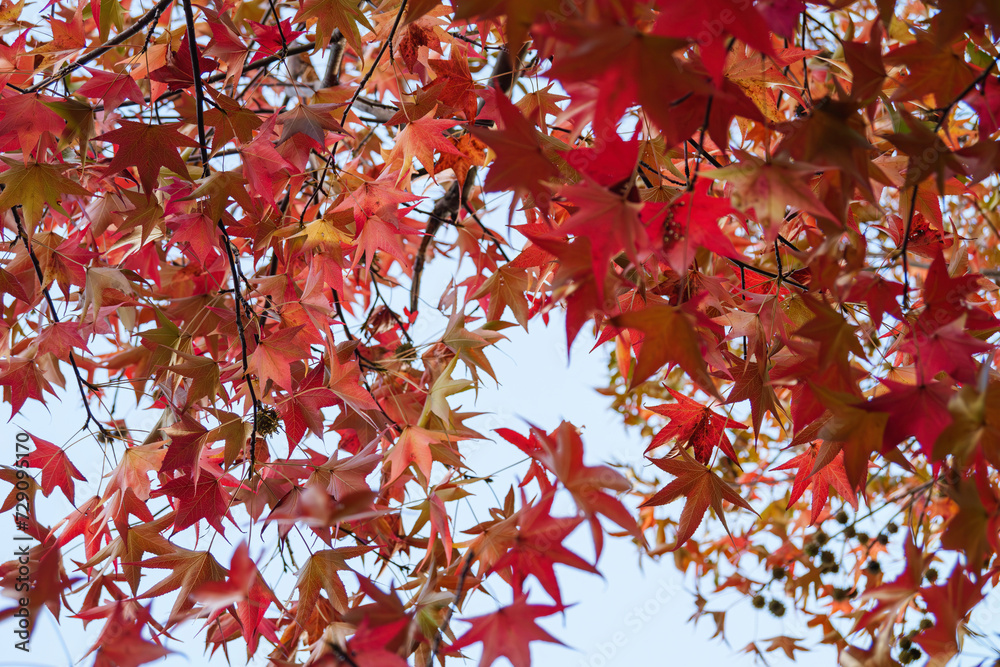 Autumn colorful bright leaves swinging in a tree in autumnal park. Autumn colorful background Autumn colorful bright leaves swinging in a tree in autumnal park. Autumn colorful background