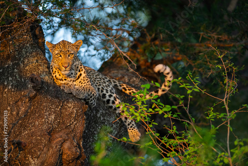 Leopard resting in the fork of a tree at the Kruger National Park in South Africa