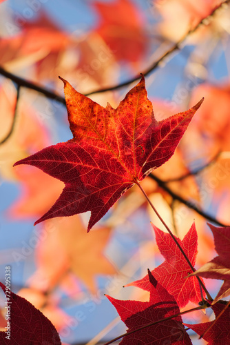 red autumn leaves at the trees and sky background