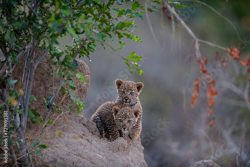 Leopard cubs looking at the camera from a mound at the Kruger National Park in South Africa