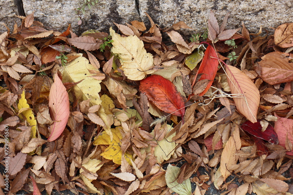 秋の落ち葉