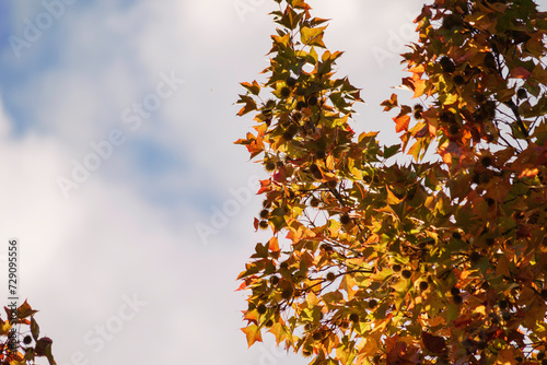 Autumn background with red maple leaves on blue sky background