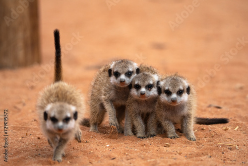 Meerkat pups in nature