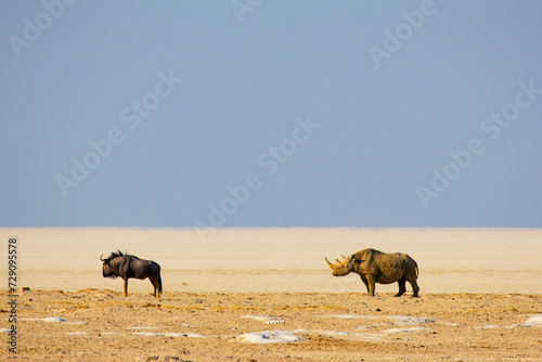 A wildebeest and a rhinoceros in the wilderness