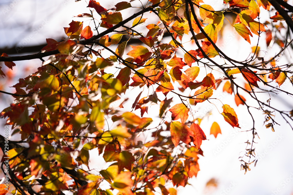 Autumn colorful bright leaves swinging in a tree in autumnal park. Autumn colorful background Autumn colorful bright leaves swinging in a tree in autumnal park. Autumn colorful background
