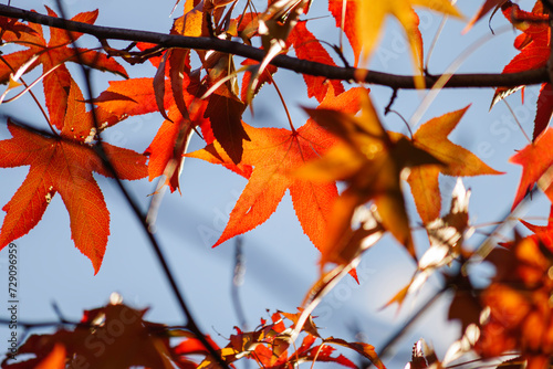 Autumn colorful bright leaves swinging in a tree in autumnal park. Autumn colorful background