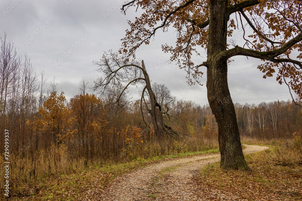Mystical autumn landscape, old trees near the road Mystical autumn landscape, old trees near the road