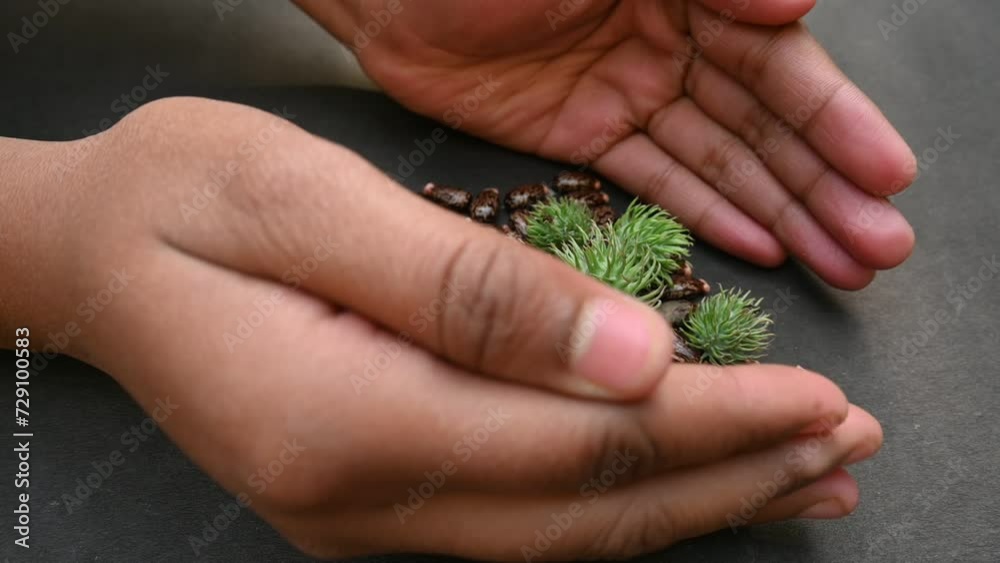 Castor seeds slow motion video. Ricinus communis, the castor bean or palma christi is a species of perennial flowering plant in the spurge family. Many Ayurvedic medicines are made from its oil.